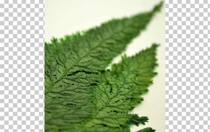 Leaf Herb PNG, Clipart, Grass, Herb, Leaf, Plant Free PNG Download