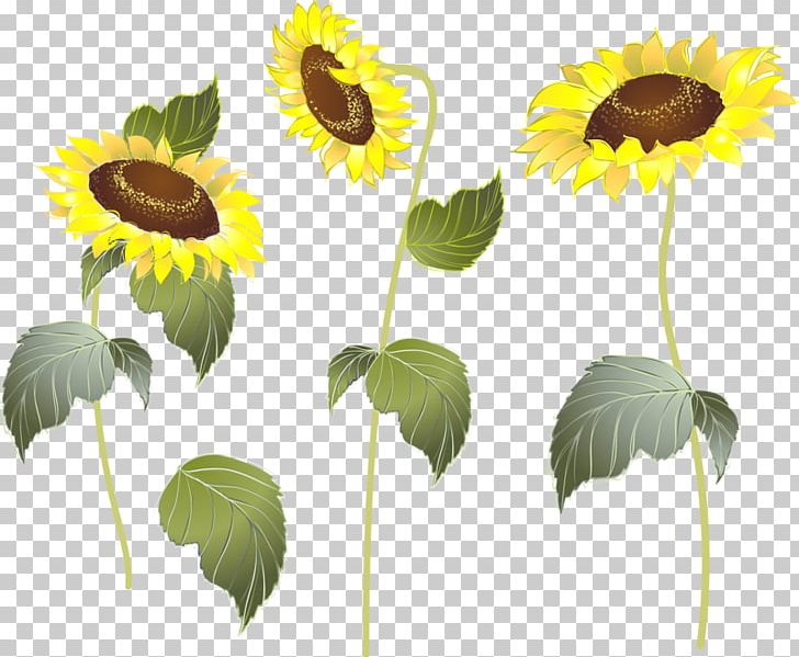 Sunflower M Plant Stem Petal PNG, Clipart, Annual Plant, Aycicegi Resimleri, Daisy Family, Flower, Flowering Plant Free PNG Download