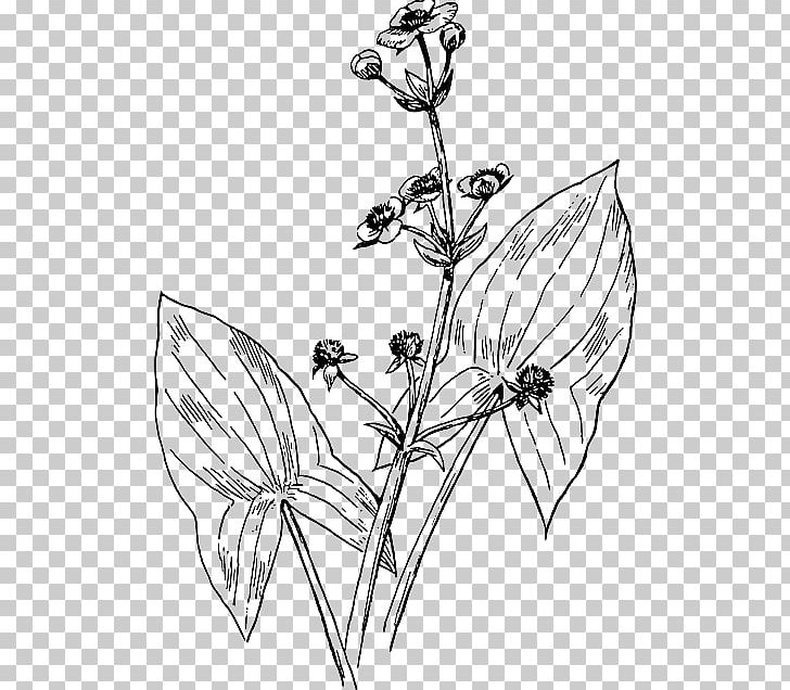 Broadleaf Arrowhead Drawing Plant PNG, Clipart, Alismataceae, Area, Branch, Fictional Character, Flower Free PNG Download