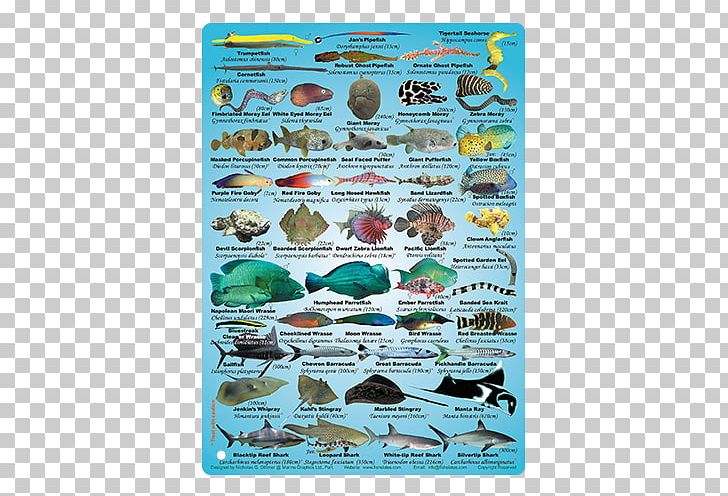 Coral Reef Fish Water PNG, Clipart, Animals, Coral, Coral Reef, Coral Reef Fish, Fish Free PNG Download