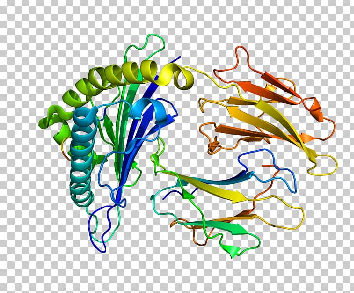 IRS2 Insulin Receptor Substrate Protein Gene PNG, Clipart, Area, Artwork, Cell, Docking, Erythropoietin Receptor Free PNG Download