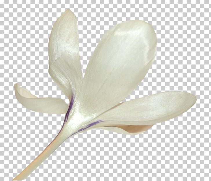 Petal Flower PNG, Clipart, Author, Blog, Color, Crocus, Flower Free PNG Download