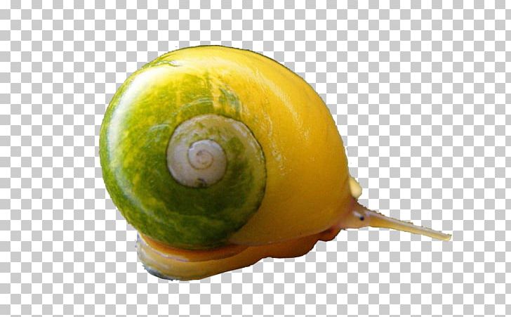 Snail Orthogastropoda Euclidean Icon PNG, Clipart, Animals, Avocado, Creative Ads, Creative Artwork, Creative Background Free PNG Download