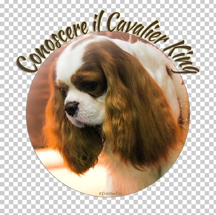 Cavalier King Charles Spaniel Poodle Puppy Disease PNG, Clipart, Carnivoran, Cavalier King Charles Spaniel, Companion Dog, Disease, Dog Free PNG Download