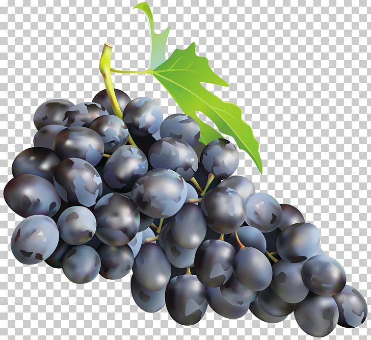 Muscat Muscadine Grape Must PNG, Clipart, Amazon Grape, Berry, Bilberry, Blueberry, Clipart Free PNG Download