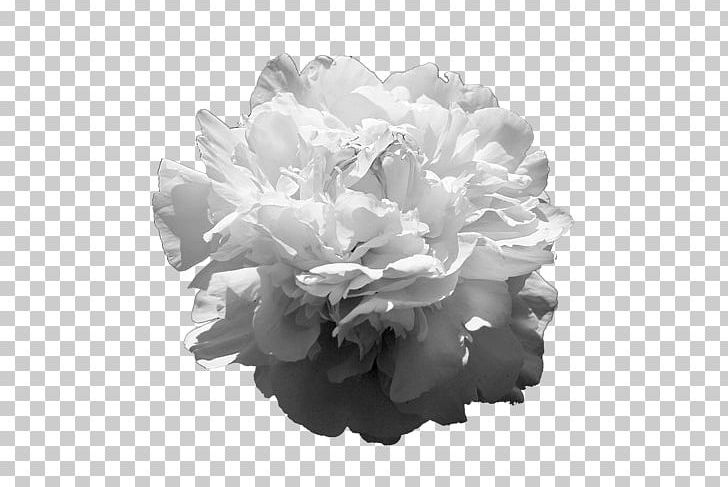 Peony Cut Flowers Rose Family Petal PNG, Clipart, Black, Black And White, Cut Flowers, Family, Flower Free PNG Download
