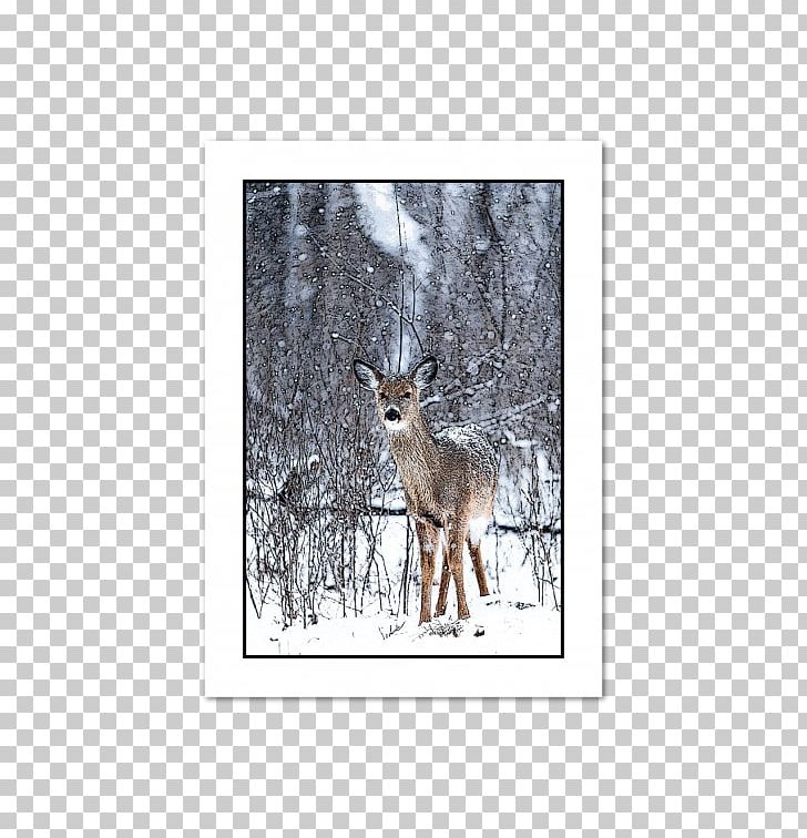 Reindeer Red Deer Antler White-tailed Deer PNG, Clipart, Antler, Blanket, Coyote, Deer, Fauna Free PNG Download
