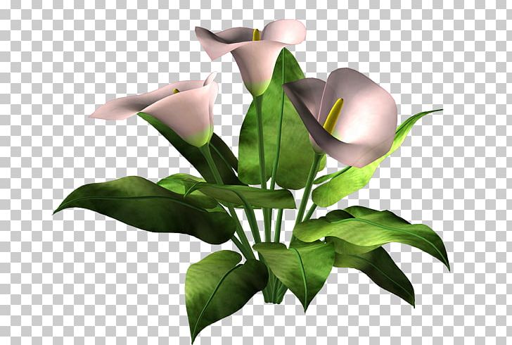 Cut Flowers Flowerpot Plant Stem Leaf PNG, Clipart, Arum, Cicek, Cicek Resimleri, Cut Flowers, Flora Free PNG Download