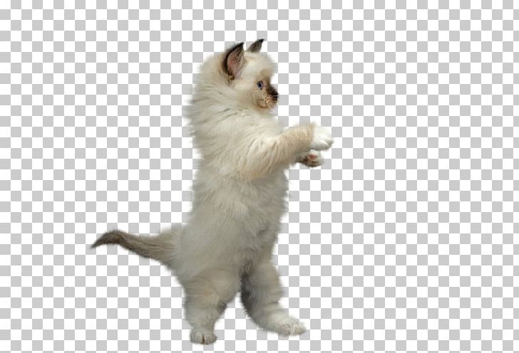 Kitten Ragdoll Animaatio PNG, Clipart, Animals, Beyaz Kediler, Birman, Carnivoran, Cat Free PNG Download