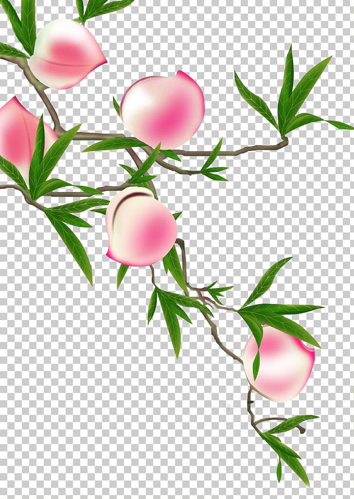 Longevity Peach Illustration PNG, Clipart, Branch, Branches, Download, Flor, Floral Design Free PNG Download