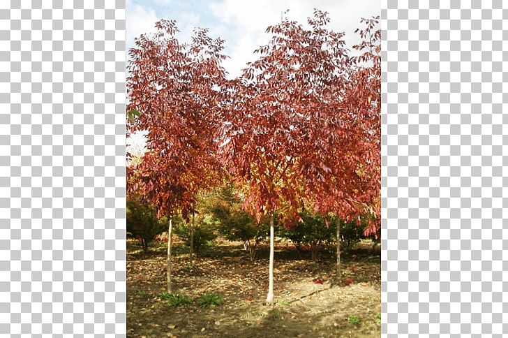 Sugar Maple Tree Shrub Deciduous Autumn Leaf Color PNG, Clipart, Autumn, Autumn Leaf Color, Branch, Deciduous, Flowering Plant Free PNG Download