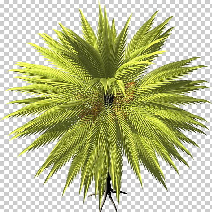 Arecaceae Date Palm Tree Asian Palmyra Palm PNG, Clipart, Arecaceae, Arecales, Asian Palmyra Palm, Borassus, Borassus Flabellifer Free PNG Download