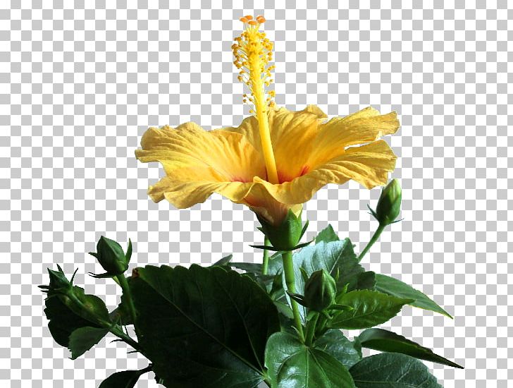 Shoeblackplant 2403 (عدد) 2404 (عدد) PNG, Clipart, Annual Plant, Blog, Chinese Hibiscus, Flower, Flowering Plant Free PNG Download