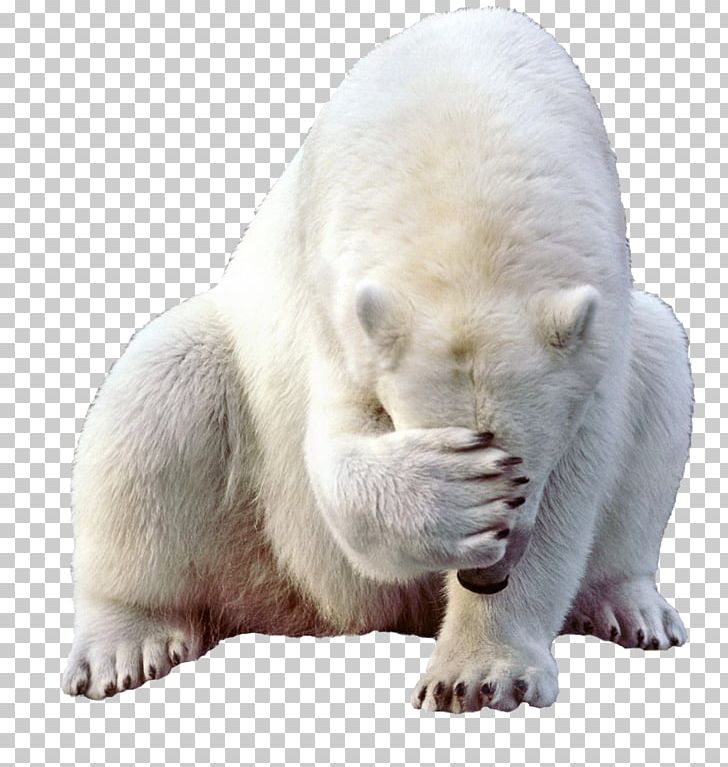 Baby Polar Bear Kodiak Bear PNG, Clipart, Animals, Baby Polar Bear, Bear, Brown Bear, Carnivoran Free PNG Download