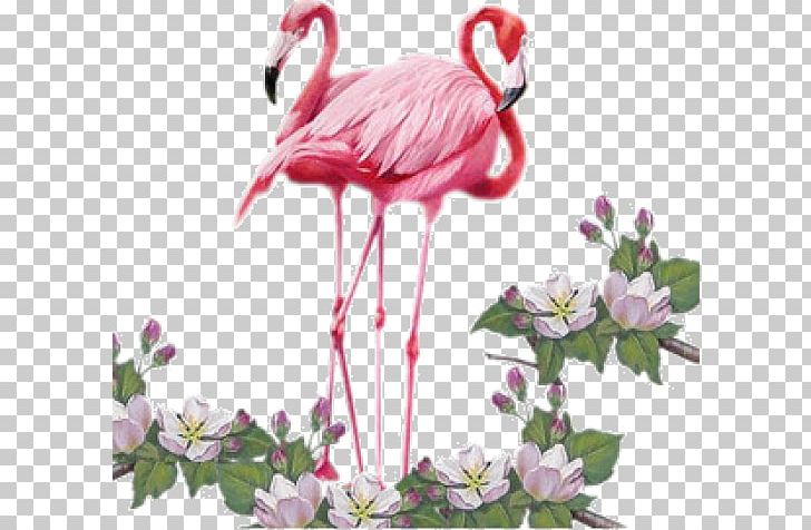 Bird Greater Flamingo PNG, Clipart, Animaatio, Animal, Animals, Animation, Beak Free PNG Download