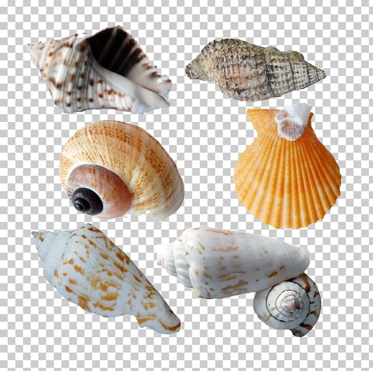 Cockle Seashell Molluscs PNG, Clipart, Clam, Clams Oysters Mussels And Scallops, Conchology, Creative Background, Creative Graphics Free PNG Download