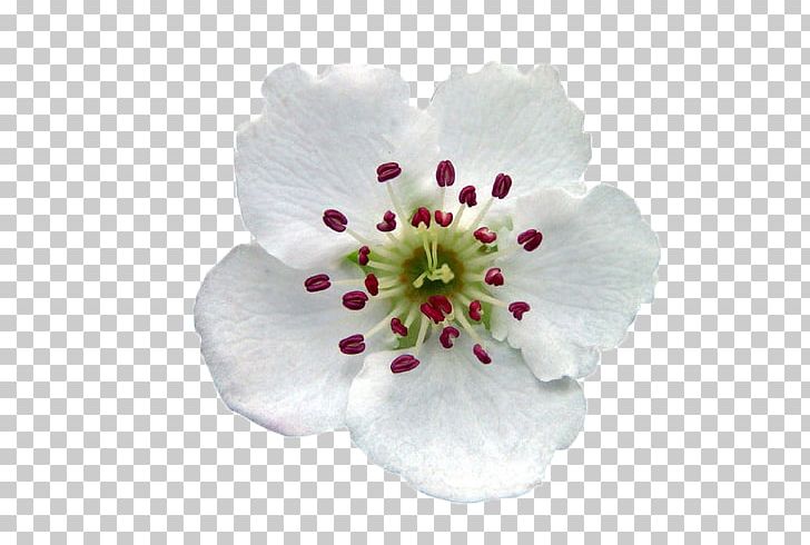 Pear Flower PNG, Clipart, Adobe Illustrator, Background White, Black White, Blossom, Cherry Blossom Free PNG Download