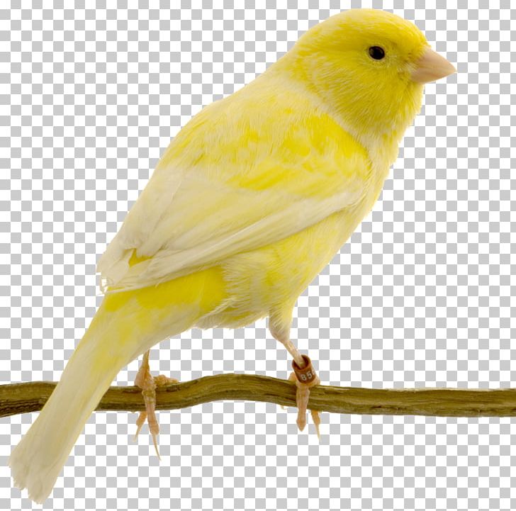 Red Factor Canary Yellow Canary Bird Swallow Columbidae PNG, Clipart, American Goldfinch, Animals, Atlantic Canary, Beak, Bird Free PNG Download