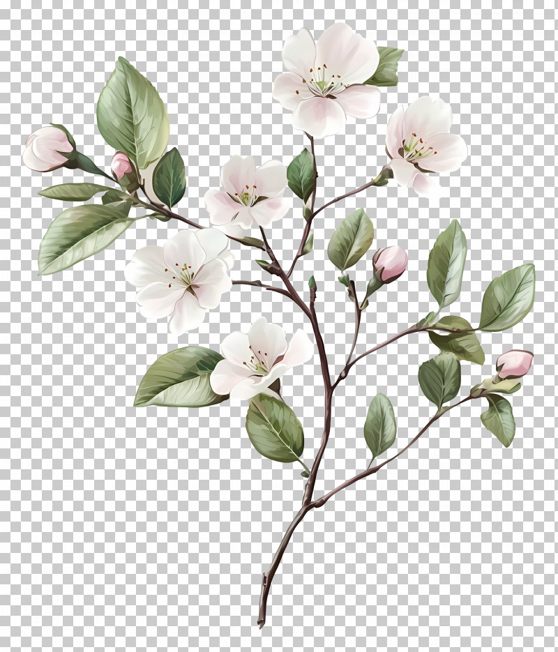 Branch With Flower - Botanical Illustration Of White Blossoms On Branch PNG