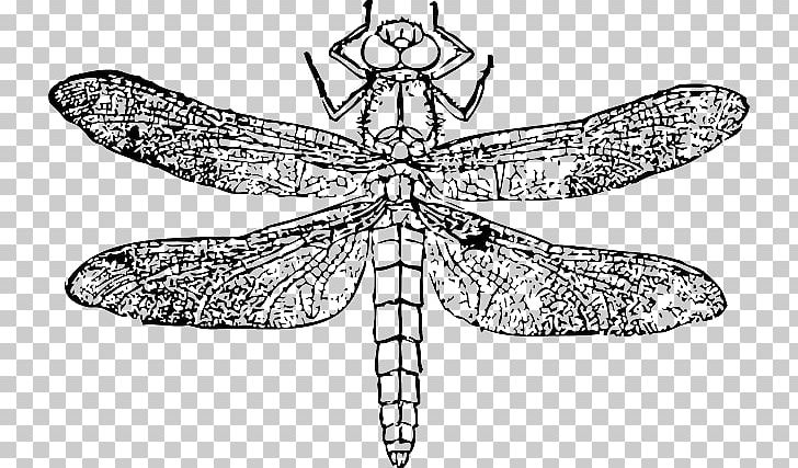 Les Insectes Dragonfly PNG, Clipart, Animal, Arthropod, Artwork, Black And White, Body Jewelry Free PNG Download