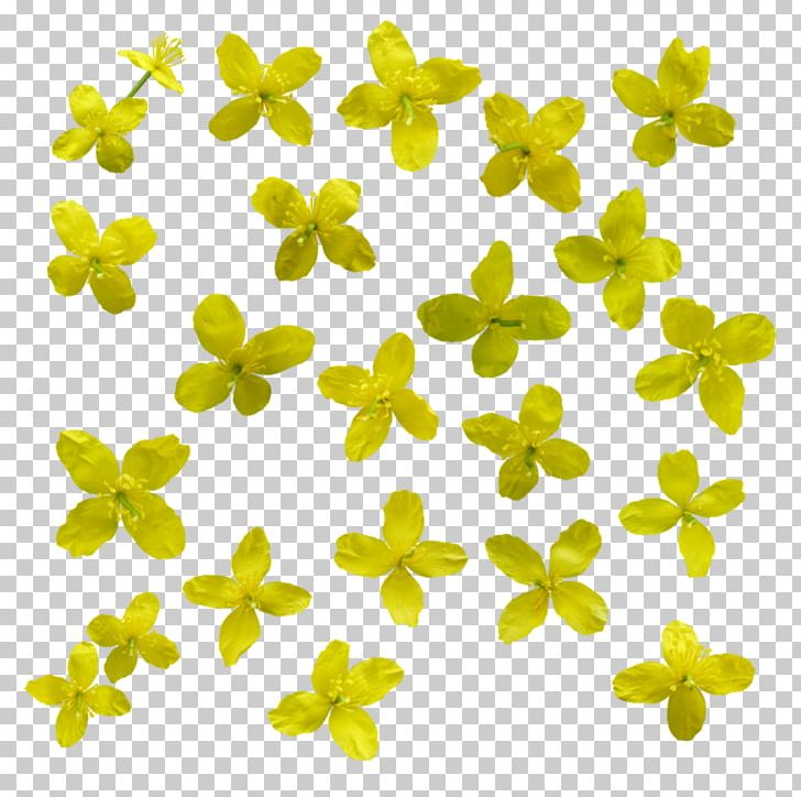 Yellow Flower Data PNG, Clipart, Data, Download, Flower, Leaf, Lossless Compression Free PNG Download