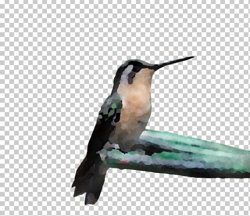 Bird PNG, Clipart, Beak, Bird, Coraciiformes, Hummingbird, Rubythroated Hummingbird Free PNG Download