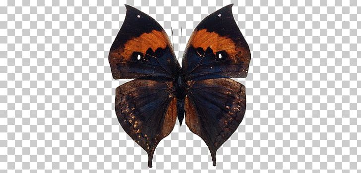 Butterfly Stock Photography Apatura Ilia PNG, Clipart, Apatura, Arthropod, Brush Footed Butterfly, Butterflies And Moths, Butterfly Free PNG Download