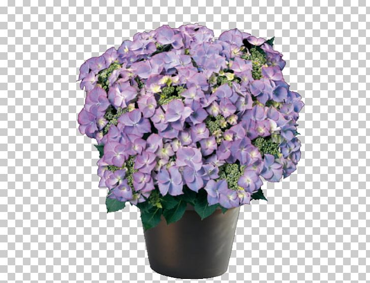 French Hydrangea Ornamental Plant Flower Violet PNG, Clipart, Annual Plant, Blue, Cornales, Cut Flowers, Flower Free PNG Download