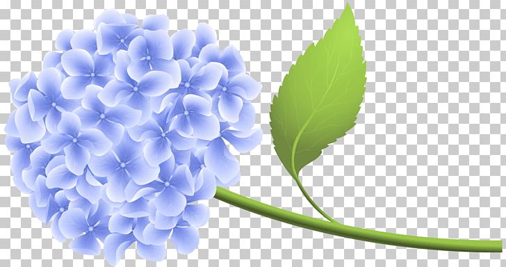 Hydrangea PNG, Clipart, Art, Blue, Clip Art, Clipart, Computer Wallpaper Free PNG Download