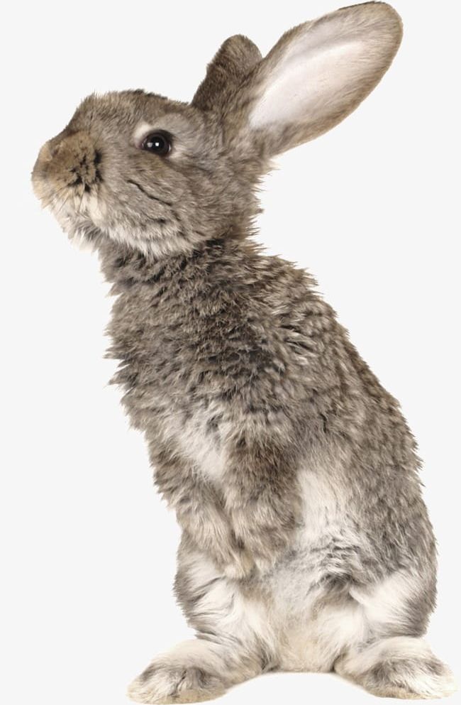 Rabbit PNG, Clipart, Animal, Bunny, Cute, Cute Rabbit, Ignorant Free PNG Download