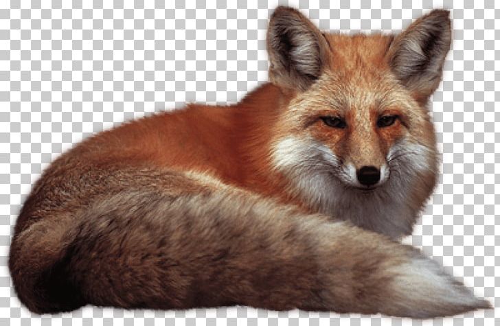 Red Fox PNG, Clipart, Animals, Carnivoran, Computer Icons, Desktop Wallpaper, Dhole Free PNG Download