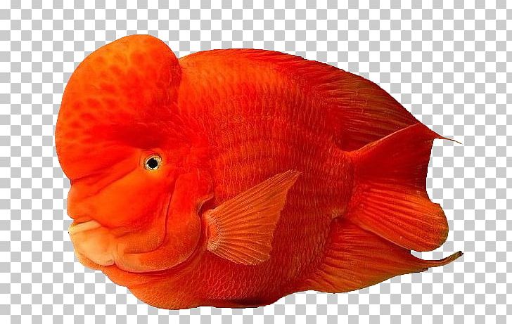 Blood Parrot Cichlid Tropical Fish Oscar PNG, Clipart, Aquarium, Aquarium Fish, Aquatic, Aquatic Products, Asian Free PNG Download