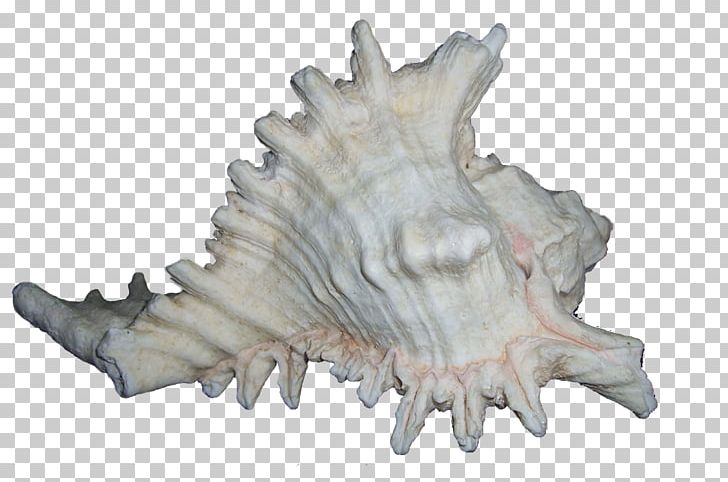 Seashell Mollusc Shell PNG, Clipart, Animals, Bit, Bivalvia, Cmyk Color Model, Computer Software Free PNG Download