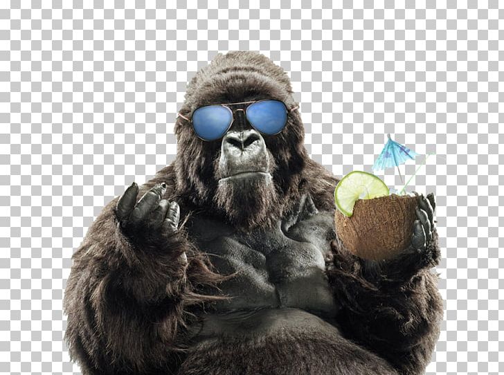 Western Gorilla Primate Orangutan Sunglasses PNG, Clipart, 1080p, Animals, Asheville, Chimpanzee, Fur Free PNG Download