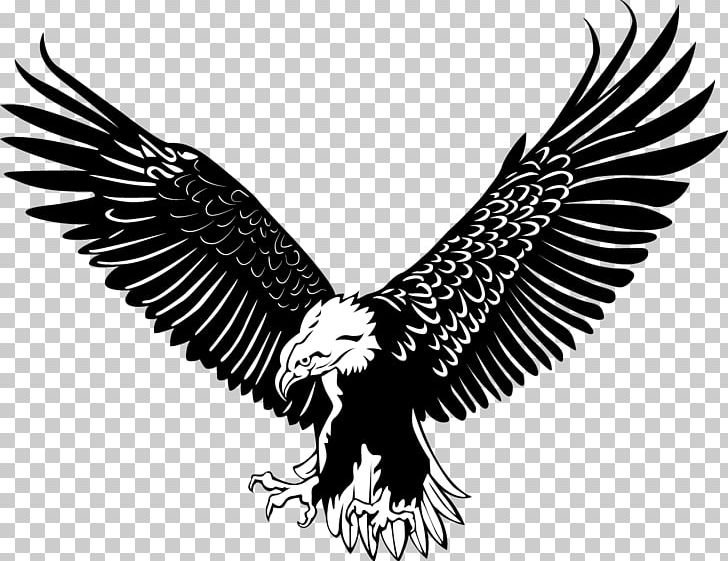 Bald Eagle Bird PNG, Clipart, Animals, Art, Beak, Bird Of Prey, Black And White Free PNG Download