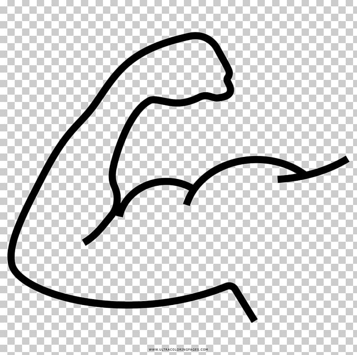 Muscle Drawing Coloring Book Muscular System PNG, Clipart, Anatomy, Area, Arm, Ausmalbild, Biceps Free PNG Download