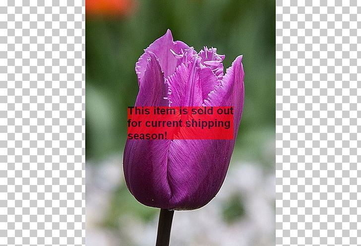Tulip Petal Plant Stem PNG, Clipart, Flower, Flowering Plant, Flowers, Lily Family, Magenta Free PNG Download