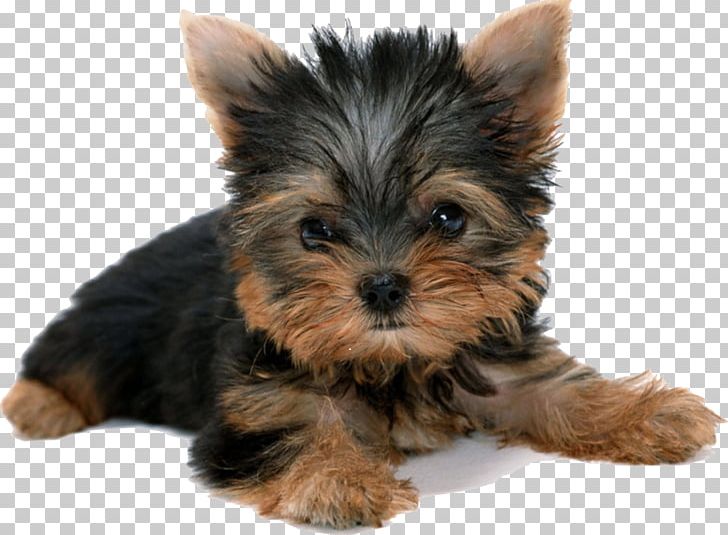 Yorkshire Terrier Puppy Desktop PNG, Clipart, Animals, Australian Silky Terrier, Carnivoran, Companion Dog, Dog Breed Free PNG Download