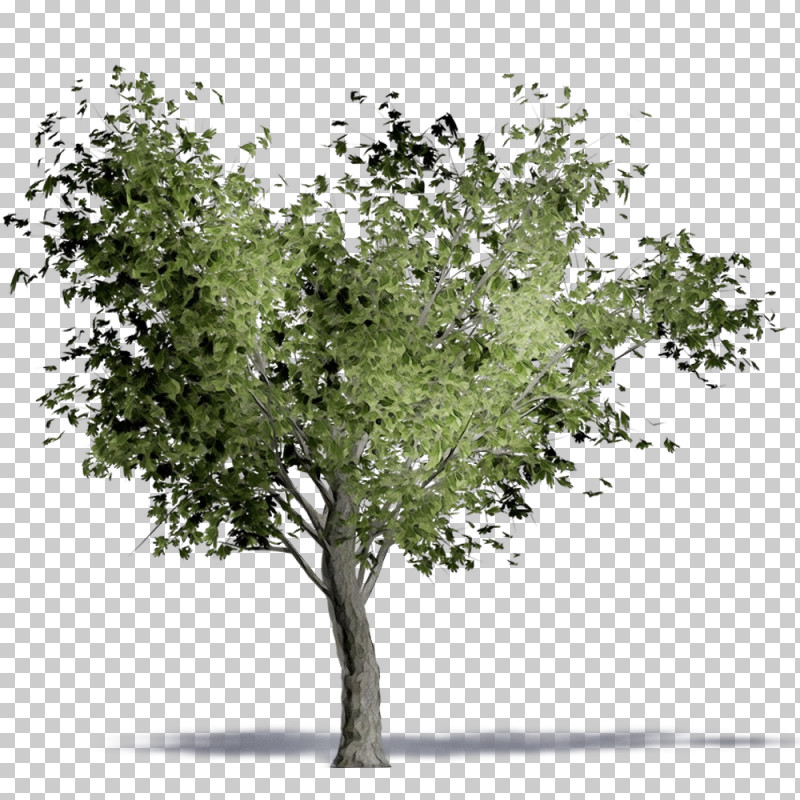 Plane PNG, Clipart, Birch, Branch, Canoe Birch, Flower, Grass Free PNG Download