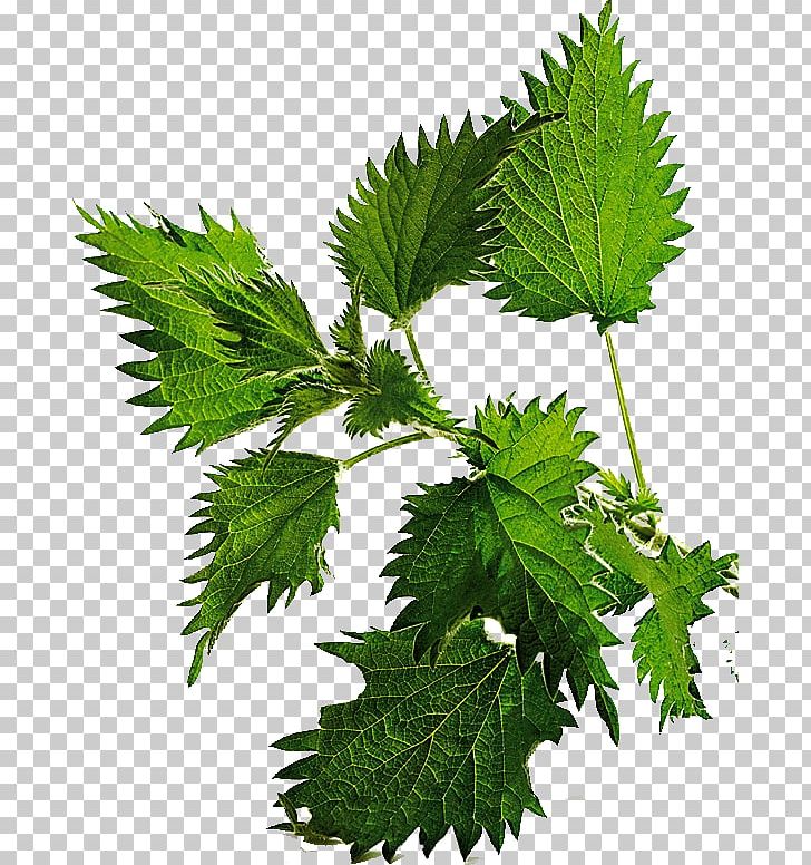 Common Nettle Hair Loss Lotion Herb PNG, Clipart, Body, Branch, Common Nettle, Cosmetics, Grape Leaves Free PNG Download