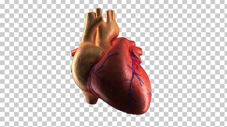 Heart Rate Human Body PNG, Clipart, Arm, Broken Heart, Cu01a1 Tim, Designer, Download Free PNG Download