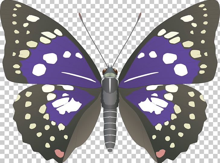 Butterfly Emperor Of Japan Sasakia Charonda Nymphalidae PNG, Clipart, Arthropod, Brush Footed Butterfly, Butterflies And Moths, Butterfly, Insects Free PNG Download