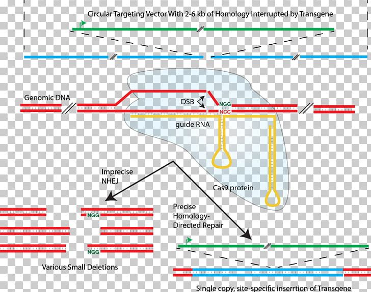 CRISPR Non-homologous End Joining Homology Directed Repair Cas9 Transcription Activator-like Effector Nuclease PNG, Clipart, Angle, Area, Cas9, Crispr, Deletion Free PNG Download