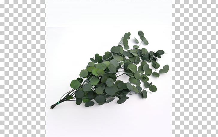 Leaf Plastic Tree Cottonwood PNG, Clipart, Cottonwood, Leaf, Plant, Plastic, Populus Free PNG Download
