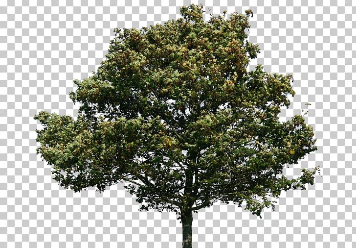 Portable Network Graphics Tree Quercus Suber PNG, Clipart, Branch, Deviantart, E 52, Evergreen, Green Free PNG Download