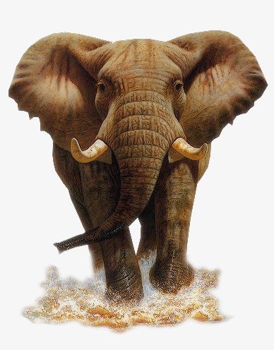 Elephant Mammoth PNG, Clipart, Africa, Ancient, Animal, Animal Trunk, Asia Free PNG Download