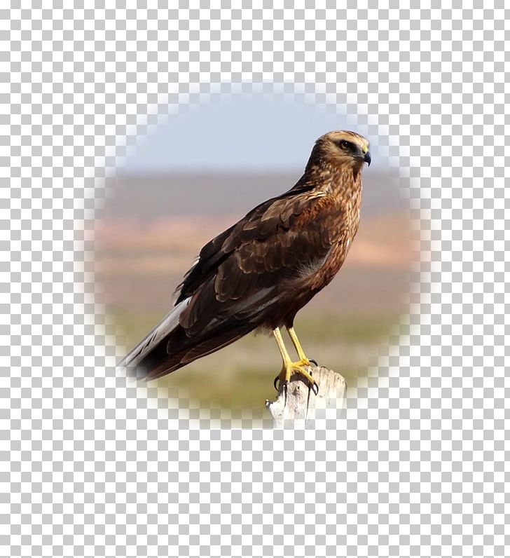 Hawk Buzzard Eagle Fauna Falcon PNG, Clipart, Accipitriformes, Animals, Beak, Bird, Bird Of Prey Free PNG Download