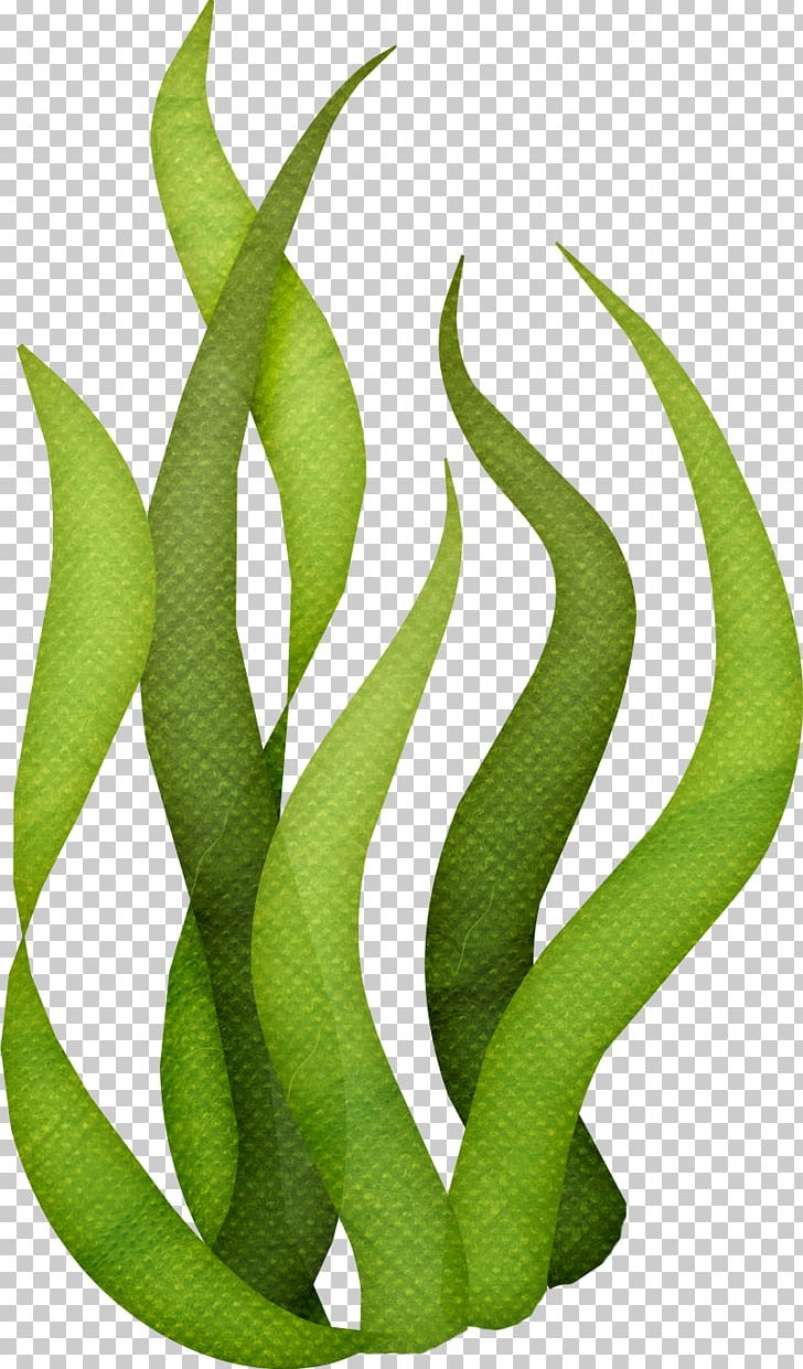 Seaweed Algae PNG, Clipart, Algae, Clip Art, Drawing, Edible Seaweed, Grass Free PNG Download