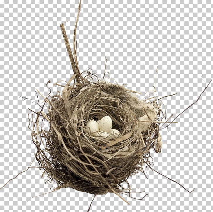 Bird Nest Egg PNG, Clipart, Animals, Bird, Bird Egg, Bird Nest, Bird Nest Vector Free PNG Download