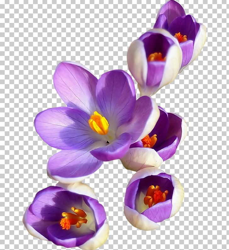 Crocus Saffron Safflower PNG, Clipart, Crocus, Cut Flowers, Download, Flower, Flowering Plant Free PNG Download
